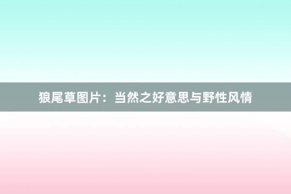 狼尾草图片：当然之好意思与野性风情